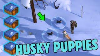 How To You Get a Lots of " Husky Puppies"  in One Day! Last Day On Earth: Survival