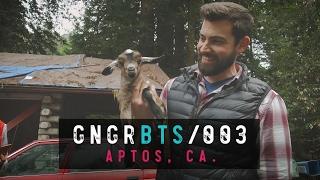 GNGRBTS #003 | Power Outage! Tree Down! Baby Goat!