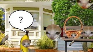 Baby Banana Cat Cry and Happy Videos Episode 24 