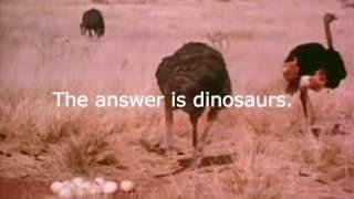 Why can't ostriches fly?