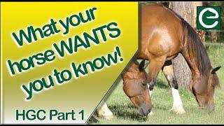 Horses, Pasture and Grazing - WHAT YOUR HORSE WANTS YOU TO KNOW!