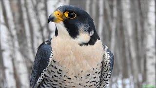 Сапсан хищная птица - Peregrine falcon