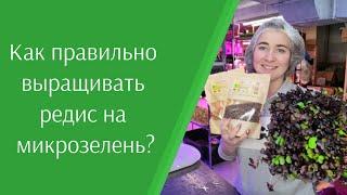 Как правильно прорастить #микрозелень редиса санго, ред коралл, чайна роуз, дайкон. Технология.