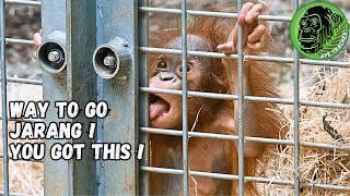 Baby Orangutan Milestone - Jarang's Amazing Feat !