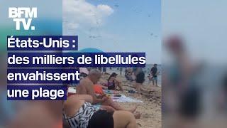 Des milliers de libellules envahissent une plage aux États-Unis