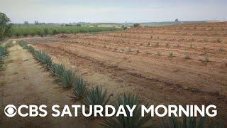 California farmers turn to growing agave amid drought