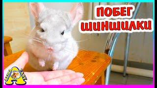 Лучший в мире питомец ШИНШИЛЛА/ Как мы гуляем с шиншиллой / Alisa Easy Pets