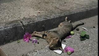 Cat badly injured left to die at the side of the road