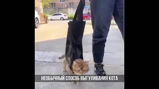 каты