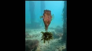 Diver Rescues Adorable Puffer Fish Tangled in Fishing Line