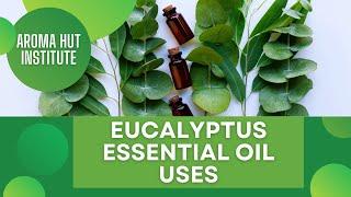 Eucalyptus Oil: The Ultimate Guide to Its Uses