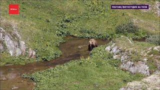 В Ергаках медведь снова загрыз человека
