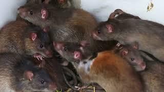 Norway Rats vs Roof Rats  The Ultimate Rodent Showdown