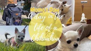 A Day In The Life Of A Chihuahua / Dog Owners Day / Momo’s Day