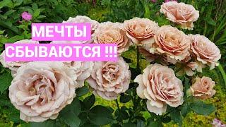 Мои цветочные мечты