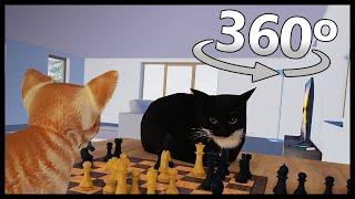 Chess With Maxwell The Cat in 360° VR/4K