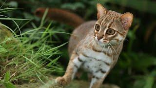 Rusty Spotted Cat