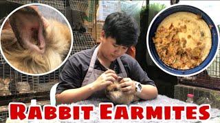 HOW TO TREAT RABBIT EAR MITES || Bunz and Hamz Rabbitry