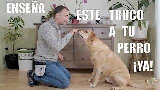 El Truco más IMPORTANTE para Enseñar a tu Perro