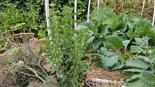 Plant of the Week, Herbs, How to Grow Stevia in Zone 7