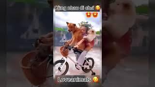 Đi chơi cùng nhau  #haihuoc #vuinhon #giaitri #dogs #pet #chó #funny #funnydog #funnyvideo #pets