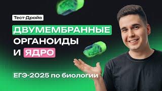 ОРГАНОИДЫ КЛЕТКИ. ЯДРО, МИТОХОНДРИИ, ПЛАСТИДЫ (часть 1) | Тест-драйв | NeoFamily