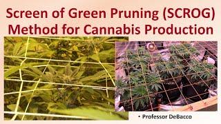 Screen of Green Pruning SCROG Method for Cannabis Production