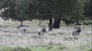 Fallow deer bucks parallel walking and fighting