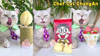 Cat Chef’s New Recipe That Will Make You Drool!|Cat Cooking Food|Cute And Funny Cat