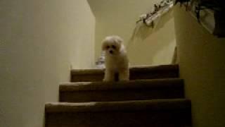 French Poodle Puppy Learning to use the Stairs