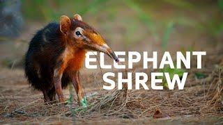 The Elusive Elephant Shrew: The Tiny Mammals Under Threat In Africa | Sengi Documentary