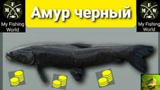 My Fishing World Амур черный ловим одного за другим