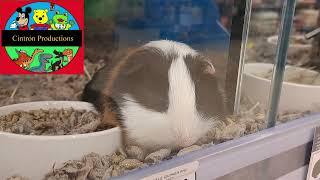 Pet Shop Rodents- by Cintron Productions