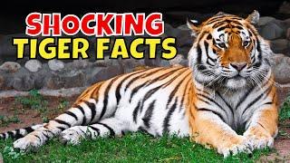 11 SHOCKING Facts About Tigers