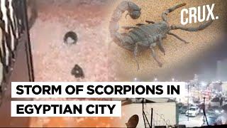 How Heavy Storms Led To Scorpion Invasion In Egypt Leaving Three Dead & Hundreds Injured