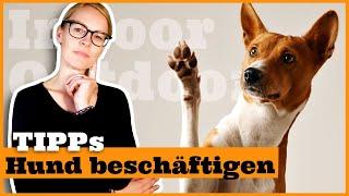 Hund zu Hause geistig beschäftigen I Beschäftigungstipps für den Hund I Indoor und Outdoor