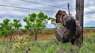 Rio Grande Turkey Hunt- West Texas