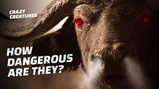 Think Twice Before Hunting the Cape Buffalo