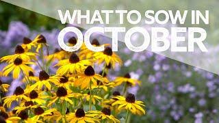 What Flowers to Sow in October | Seeds to Sow Now in Autumn