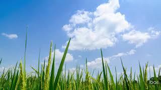 Rice field with blue sky in the background. Time lapse.