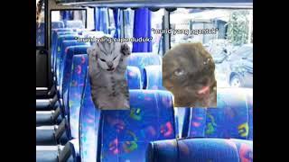 Pov study tour#meme #kucing