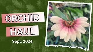 Orchid Haul Sept/2024