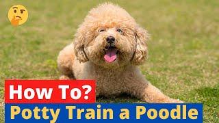 How to Potty Train a Poodle? | Easy Yet Effective Method |