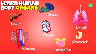 Learn Human Body Organs | Internal Organs Of Human Body | Info Hifi