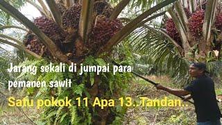 Panen Sawit Kawasan Di Tepi Sungai Milik Masyarakat/Warga Kampung