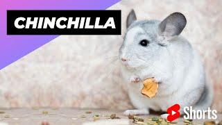 Chinchilla  One Alternative Animal To Have As A Pet #shorts