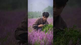 In Early Winter I Came Across a Field of Flowers with Chinese Mesona | #shorts