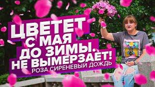 НЕПРЕРЫВНО ЦВЕТЕТ ПОЛГОДА! РОЗА СИРЕНЕВЫЙ ДОЖДЬ