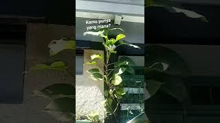 Plant at my mom garden. I  like to adopt it. #plant #tanamanhias #mayesawika #shortsvideo