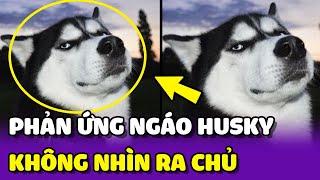 Khi Ngáo Husky DÀNH CẢ THANH XUÂN để NHẬN RA CHỦ của mình  | Yêu Lu Official